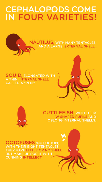 cephalopodweek:dailydot:These #CephalopodWeek infographics shows everything you should know about sq