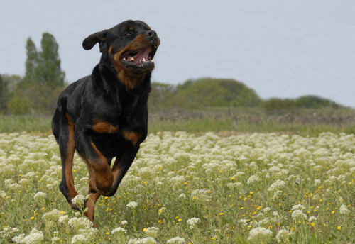 thecutestofthecute:  crowley-for-king:  flatsound:  i wanna feel how dogs feel when you let them go in a big field                               