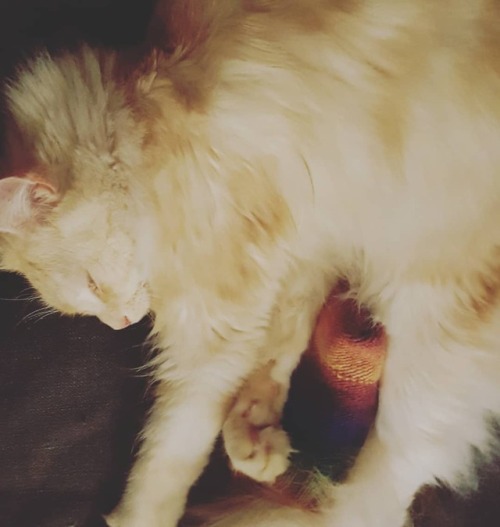 #goodmorning #wednesday #cat #catsofinstagram #catstagram #mainecoon #odinthemainecoon #cosy #cuddle