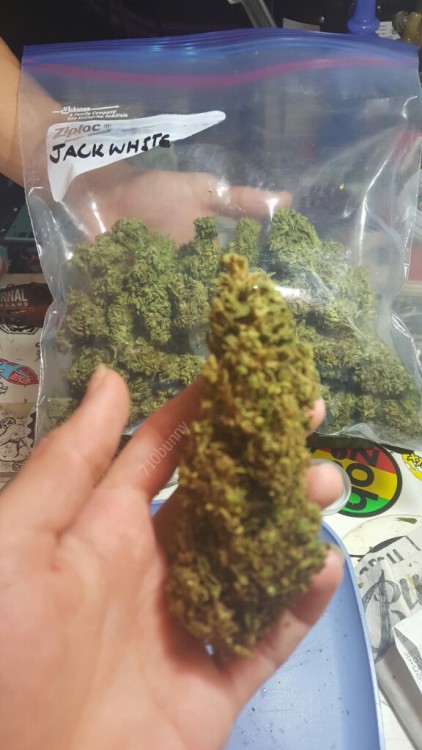 710bunny:Homegrown Jack White