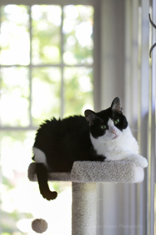 mischiefandmay:You may be seeing lots of photos of this new cat tree