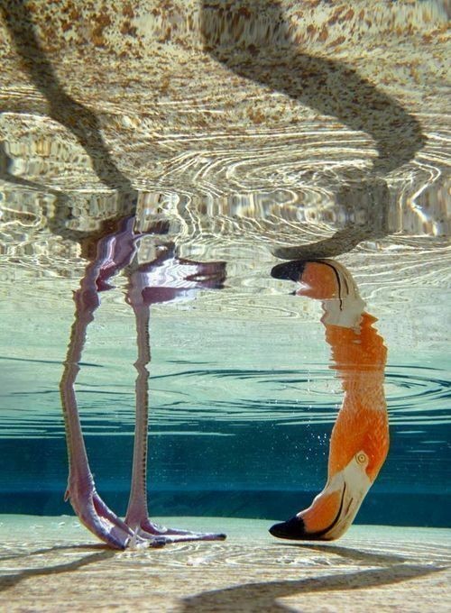 luiggidevelasco:Flamenco under water !