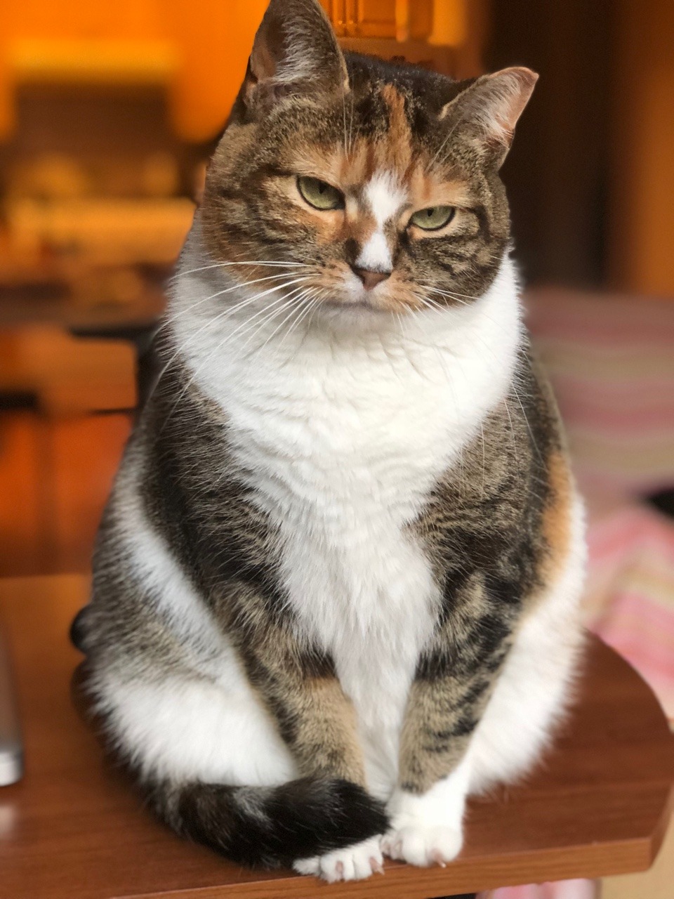 naamahdarling:This cat looks do wholesome. Like she would sit in the garden w u knitting