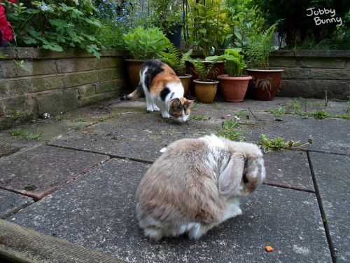 awkward encounter with the neighbours cat