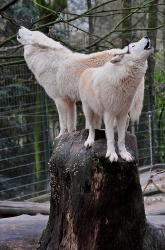 rainewynd:3fluffies:wolveswolves:Arctic wolves (Canis lupus arctos) byUlli J.
