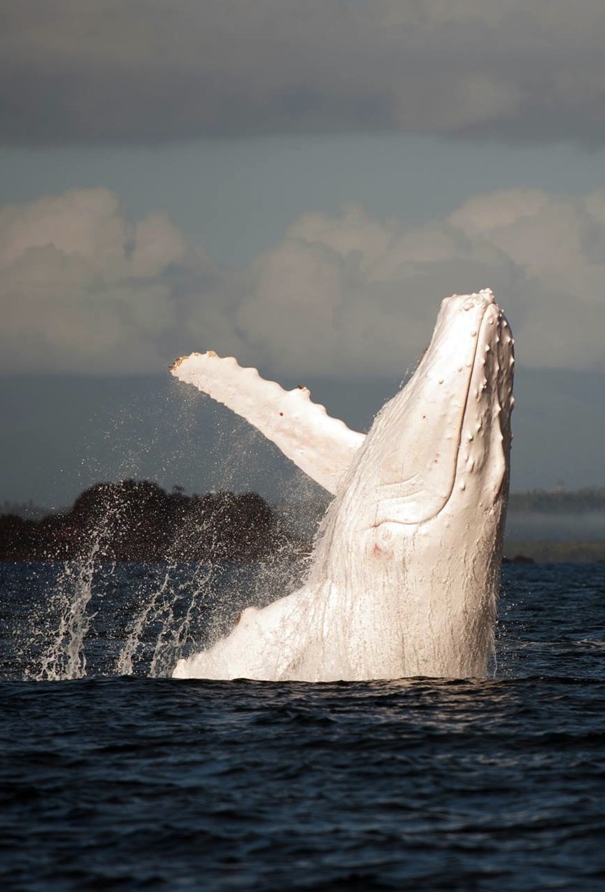 nubbsgalore:  migaloo, one of only two known all white humpback whales, was photographed