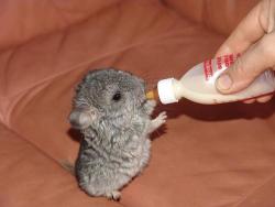 pocula:  chinchilla baby  