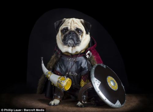 thefrogman:  digg:  Dog-owner Phillip Lauer dresses up his pugs like Lord Of The Rings Ruffs characters.  [Daily Mail]