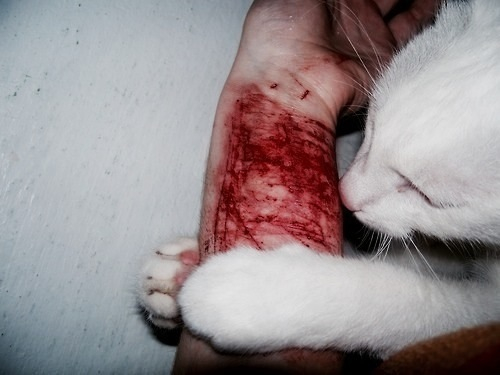 Suicidal queen
