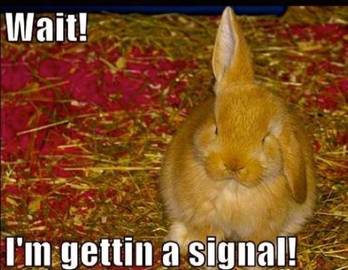 Funny happy easter bunny