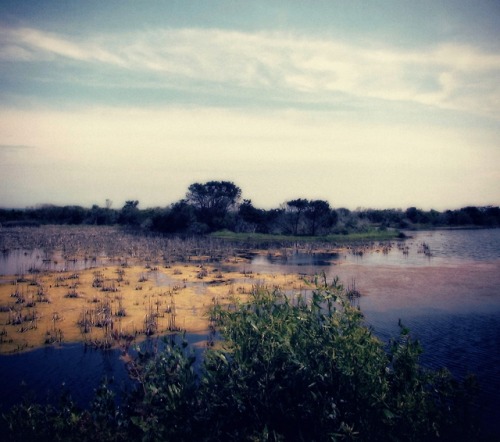 Sandpiper Pond