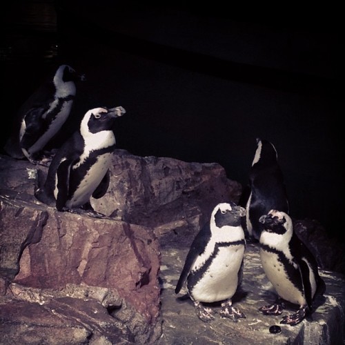 neaq:Penguins, penguins, penguins! Happy Weekend. #tgif #penguins