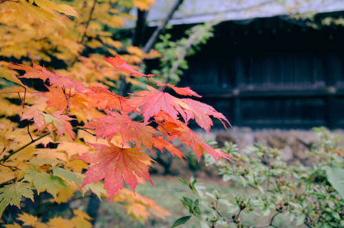 Autumn Has Come