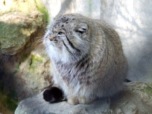 xinashouse:  lookatthatfuckinganimal:  plumbunnie:  I’ve posted them before, but omg, these never get old. Otocolobus manul / Pallas Cat / fattymcfatfat <3  One of my life goals is to have the death glare of a pallas cat.  I see the resemblance.