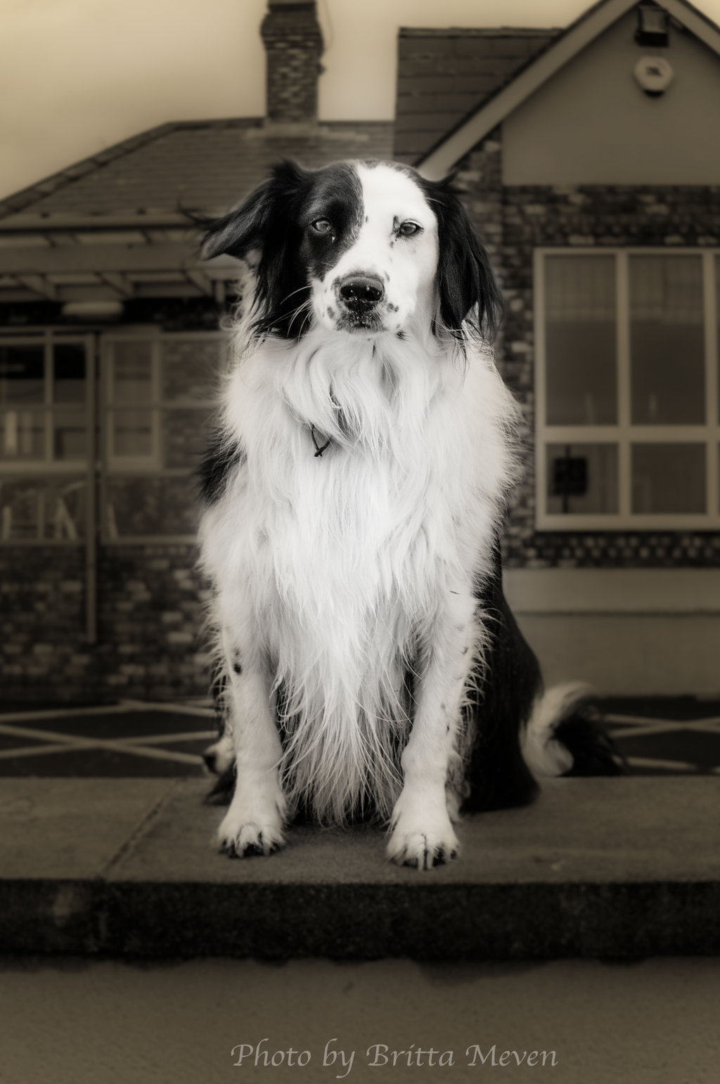 radivs:  Guard Dog by Britta Meven
