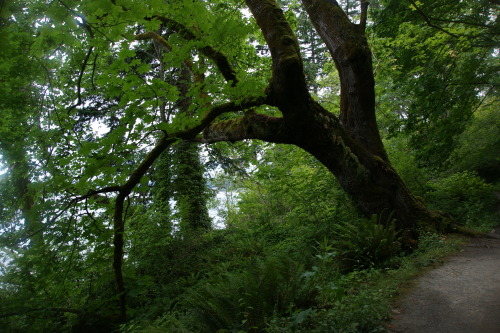 Bummed because I just saw that this cool old maple is now down from a storm.