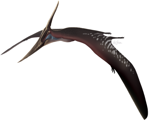 aerisopteryx: More pterosaurs!