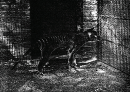 Some More Images Of The Thylacine You Have Probably Never Seen Before 