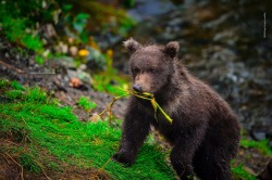 peterphotogram:  If you think you’re cuter - you’re WRONG 😍🐻