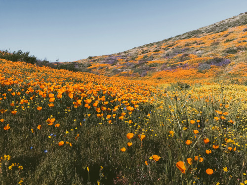 leahberman:SuperbloomDiamond Valley Lake, Californiainstagram