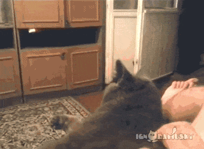 catsdogsgifs:http://catsdogsgifs.tumblr.com/