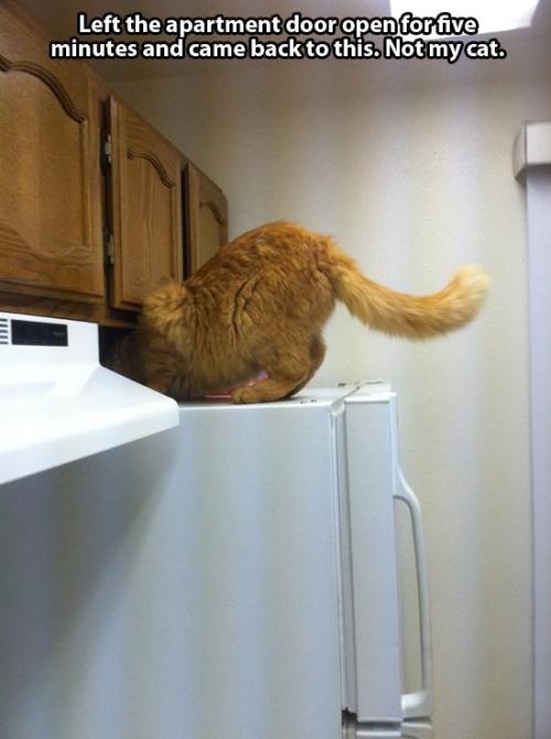 catsbeaversandducks:This Is Not My CatVia Pleated-Jeans.com
