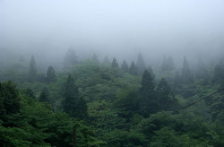 90377:Trees and fog by doraemon on Flickr.