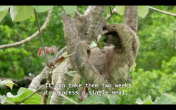 beckyhop:  The most relatable member of the animal kingdom. 