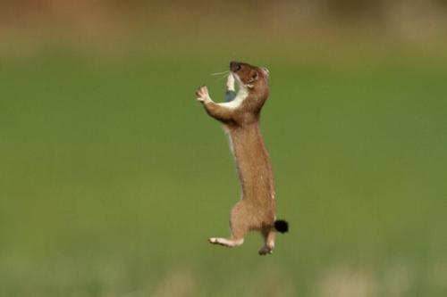 thecamcat: manafromheaven: thecutestofthecute: toastoat:i love stoats so much please help what are u