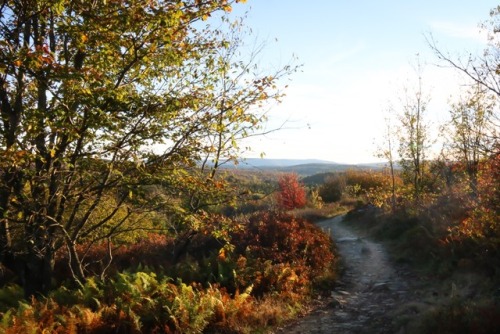 Dolly Sods Wilderness in the Monongahela National Forest. Trail winding through a beautiful high cou