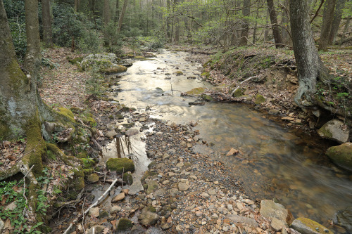 Early May in an Appalachian forest.From top: sweet white violet (Viola blanda); long-spurred violet 