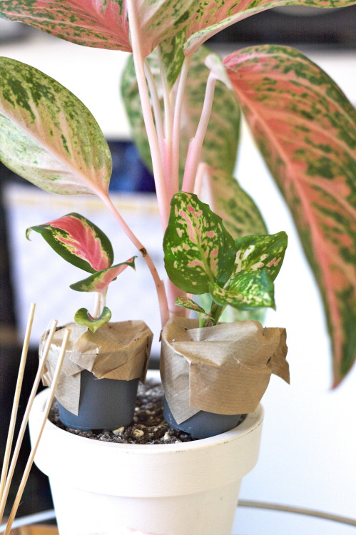 Squad goals! I’ve been getting super into Chinese evergreens (Aglaonema). The amount of amazing cult