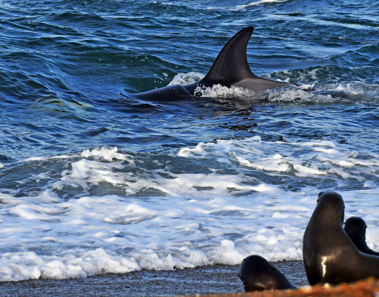 TEMPORADA DE ORCAS en Punta Norte, Península de Valdés. Las orcas acechan en el canal ataque para capturar crías lobo marino, de los que se alimentan durante los meses de marzo y abril. (Daniel Feldman)
MIRÁ MÁS FOTOS EN HD—>