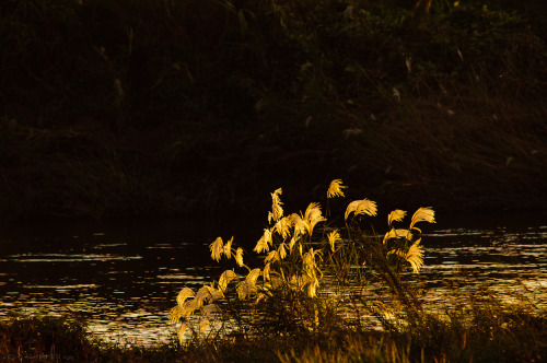 Autumn on the TamagawaTama River, Tokyo side