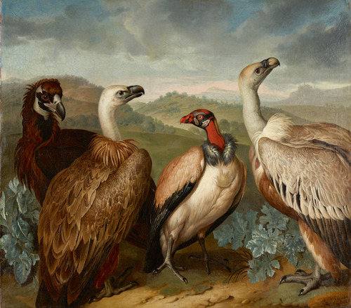 Philipp Ferdinand de Hamilton, Four Vultures of different Species / Vier Geier verschiedener Art, 17