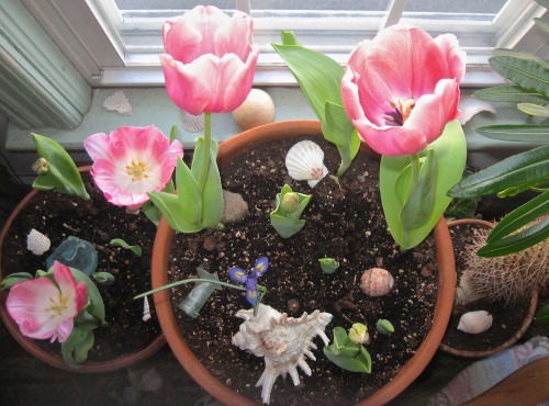 Don’t forget, now’s the time to look out for bulbs on sale so you can pot them up and ha