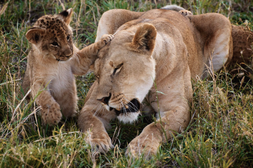 nubbsgalore: female lions are the predominant caregivers to their young, and will nurse not only the
