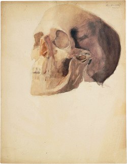 brazenswing:  Maria Helena Vieira da Silva Dessin anatomique d’un crâne 1926 