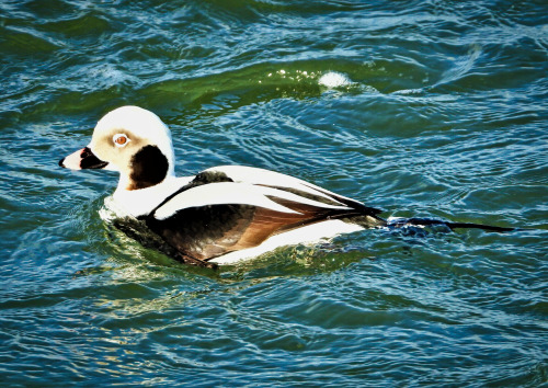 Long-tailed duck, male … Indian River Inlet, Delaware … 1/17/21