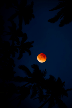 pikxchu:  Blood Moon in the tropics by Sean Davey  