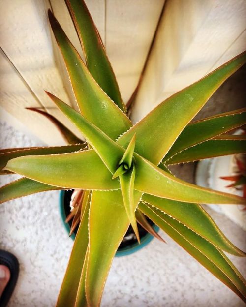 Succulent   (at Dale’s Place) https://www.instagram.com/p/B0xZ-KSAptA/?igshid=1bj0n1u7c7k64