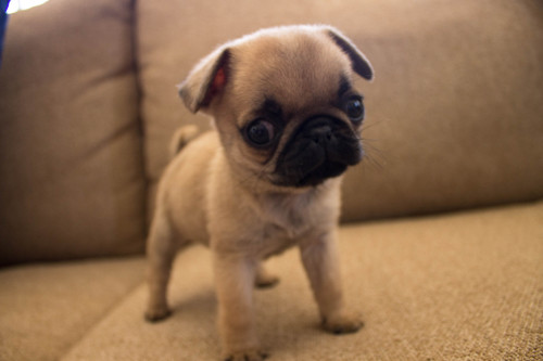 debloodyfresh:Jobe the pug