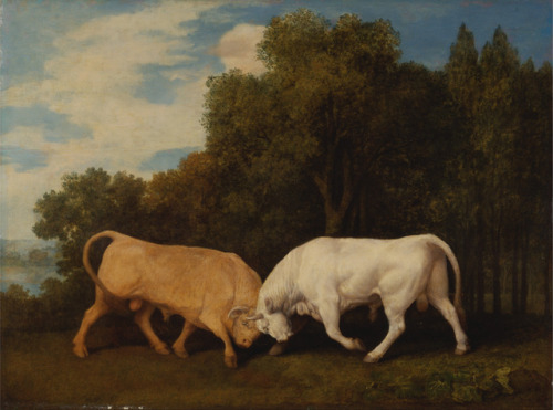 Bulls Fighting, George Stubbs, 1786