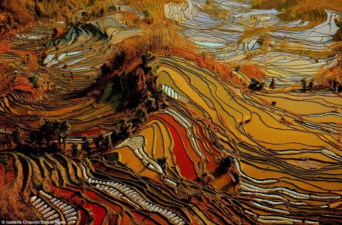 odditiesoflife:China’s Incredible Colored Rice TerracesIncredible panoramic views of colored rice te
