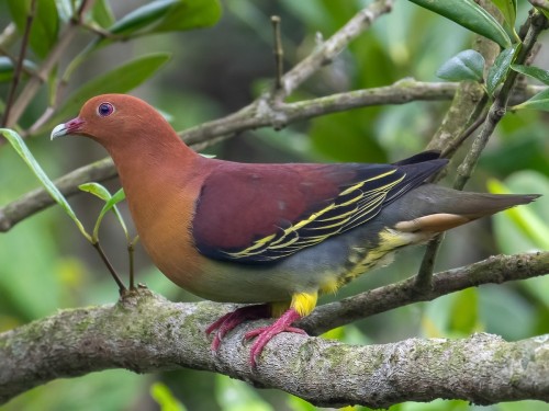 thebusylilbee:just found out about the Cinnamon-headed green pigeon… holy shit how gorgeous 