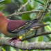 thebusylilbee:just found out about the Cinnamon-headed green pigeon… holy shit how gorgeous 