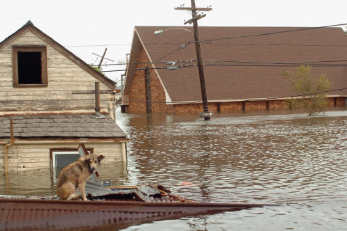 revolutionarykoolaid:   huffingtonpost:  These Are The Forgotten Images Of Hurricane Katrina When Hurricane Katrina pounded the Gulf Coast in 2005, photojournalists captured things nobody ever thought they’d see in a major U.S. city: homes submerged,