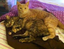 derpycats:  Siblings. Busted spooning.