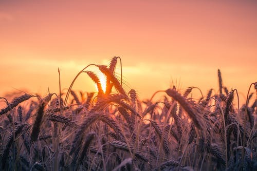 Lammas/LughnassadhHappy Lammas/Lughnassadh to all the southern hempsiphere witches today! (And happy