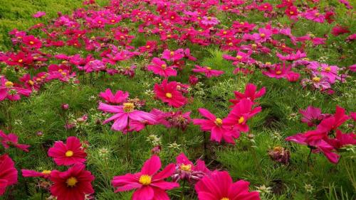 Beds and Borders - Cosmos.